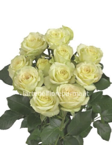 Mazzo di 5 Rose colore bianco da comporre in mazzo per numero di steli.