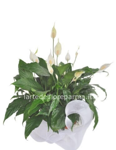 Pianta di Spathifillum  fiorita