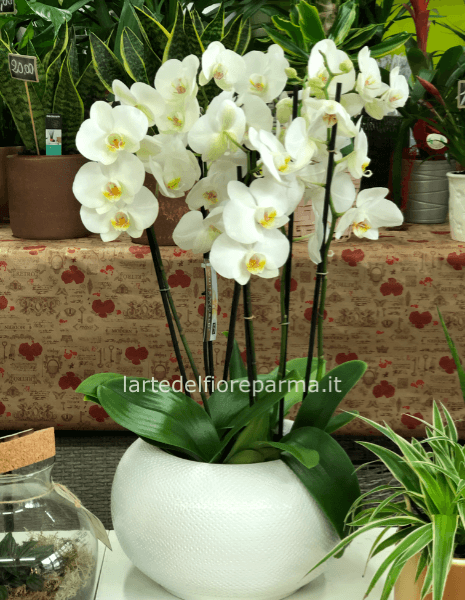 Orchidea fashion